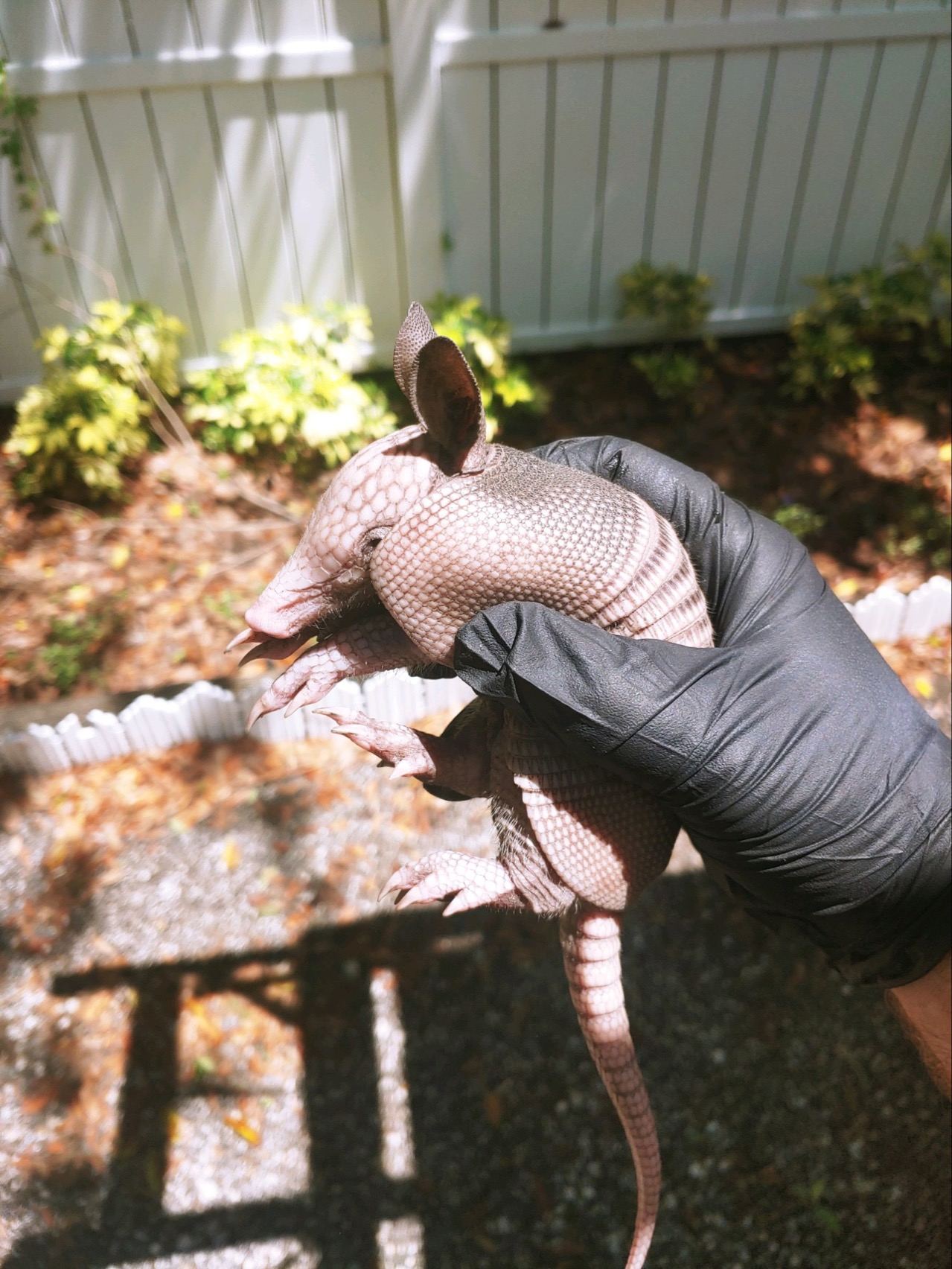 Baby-Armadillo